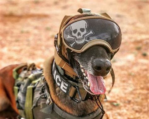 Innovative Hearing Protection May Protect Military Working Dogs ...