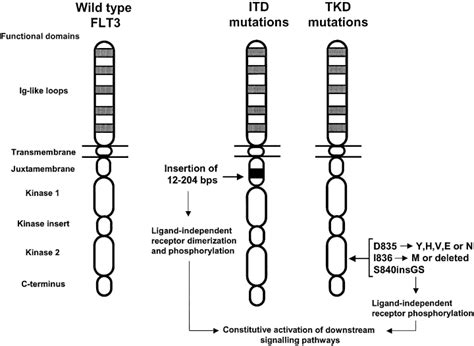 British Journal of Haematology | Wiley Online Library