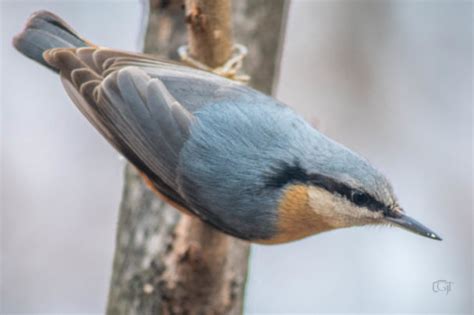 Eurasian nuthatch #2 - Virily