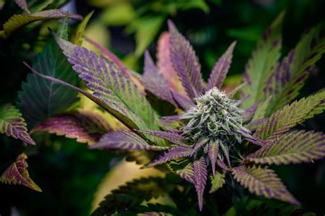 The Best Purple Cannabis Strains - Grower's Guide