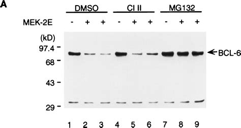 Antigen receptor signaling induces MAP kinase-mediated phosphorylation ...