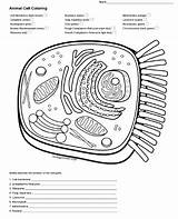 Animal Cell Coloring sketch template