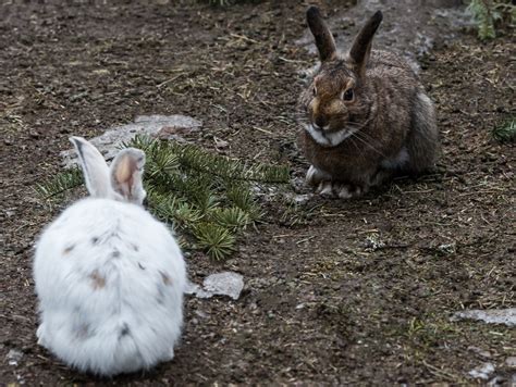 Snowshoe hares adapted the most optimal camouflage winter coats - Earth.com