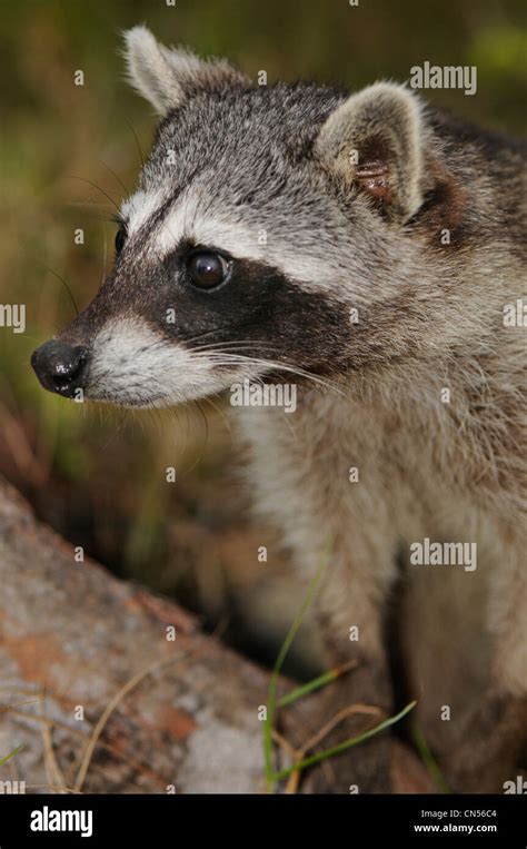 Cozumel raccoon (Procyon pygmaeus Stock Photo - Alamy