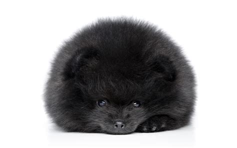 Download wallpapers Black Spitz, 4k, pets, dogs, Pomeranian Spitz, cute animals, furry dog ...