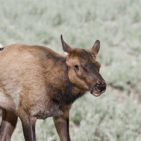 Hunting Tule Elk In California: The Ultimate Adventure! – Goenthusiast