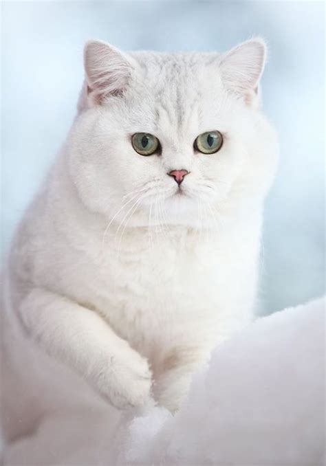 British Shorthair Green Eyes - British Shorthair