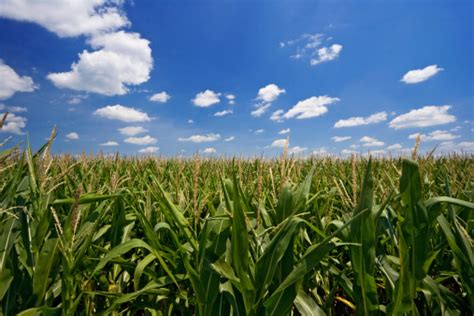 Iowa Cornfield Stock Photo - Download Image Now - iStock