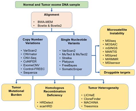 Cancers | Free Full-Text | Comprehensive Outline of Whole Exome Sequencing Data Analysis Tools ...