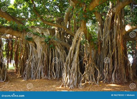 Giant Banyan Tree Aerial Roots Stock Photos - Free & Royalty-Free Stock ...