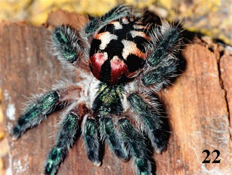 Nine new spooky and beautiful Tarantulas discovered in time for ...