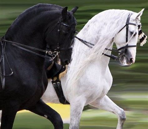 Scarta (famine.decay.Marius) and Blanca (pestilence.lichi.Sunny)....denarius horses (lichi ...