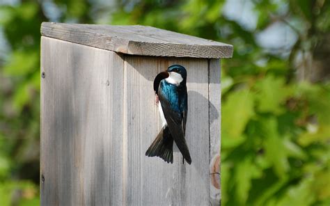 Suzanne Britton Nature Photography: Nesting Tree Swallow