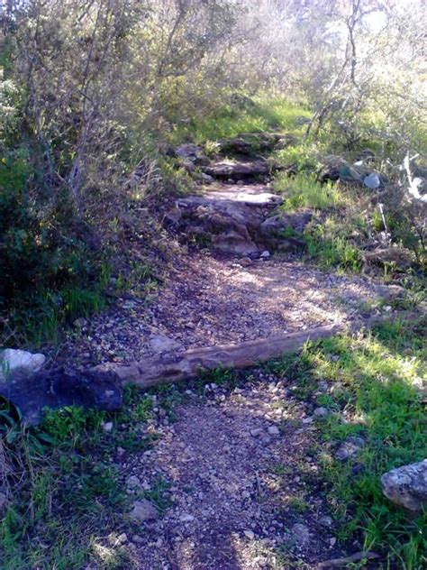 a trail in the woods with rocks and grass