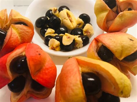 Ackee Seeds Blighia sapida Seeds ONLY 5 seeds. Grow your own | Etsy