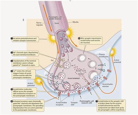 Biolearnspot: The Synapse and mechanism of synaptic transmission. | Human anatomy and physiology ...