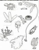 Kelp Forest Coloring And Label By Sea Witch  Teachers Pay sketch template
