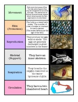 Characteristics of Vertebrates by Moore Allred Montessori | TpT