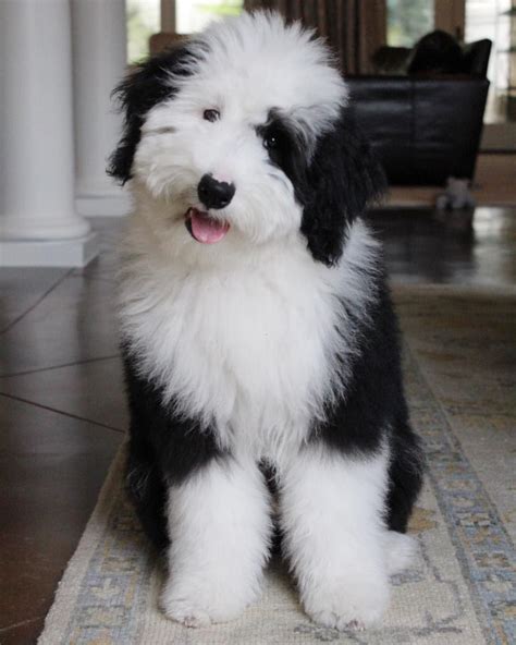 sheepadoodle - Google Search | Poodle cross breeds, Sheepadoodle puppy ...