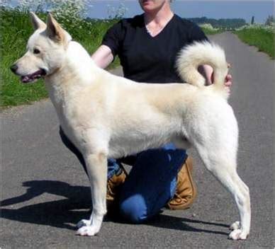 Canaan Dog - Breeders, Puppies, Facts, Pictures, Temperament, Price ...