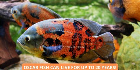 A Complete Oscar Fish Care Guide