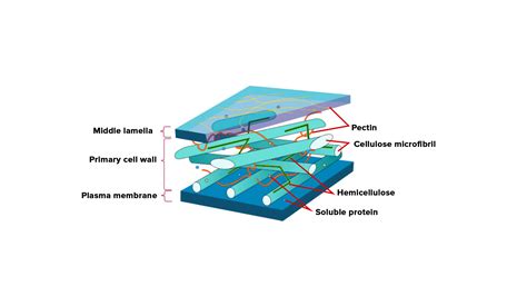 What is middle lamella made up of?