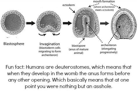 In Case You Didn't Know, Humans Are Deuterostomes - Awareness Act