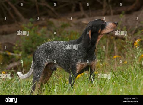 Blue tick, hound, hunting dog, Pennsylvania, coon dog Stock Photo - Alamy