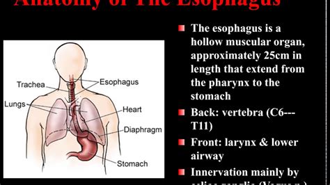 Esophageal Dysmotility