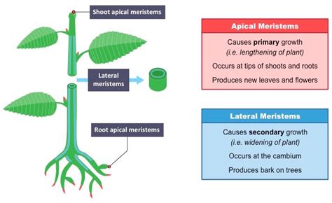 Plant Growth Study Guide - Inspirit