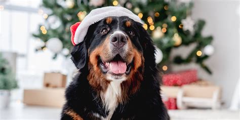 Christmas Dog Names | TrustedHousesitters.com