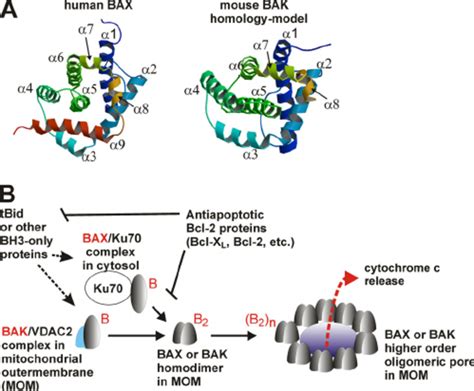 Regulation of the mitochondrial membrane permeabilization by the Bcl-2... | Download Scientific ...