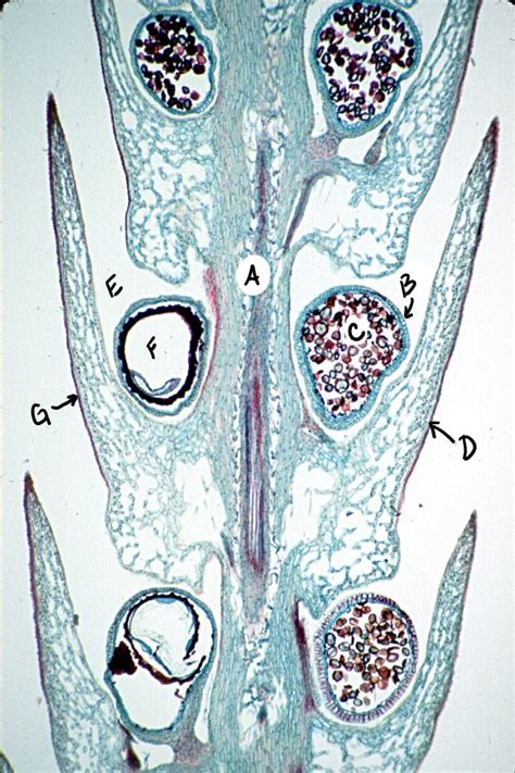 6.1.2: Selaginella - Biology LibreTexts