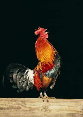 What Does It Mean When Roosters Crow in the Middle of the Night? | Animals - mom.me