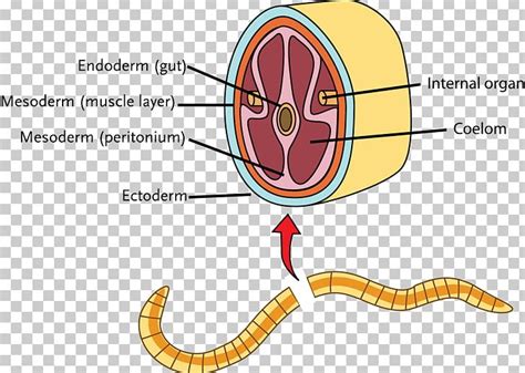 Coelom Hydrostatic Skeleton Jellyfish Invertebrate Annelid PNG, Clipart ...