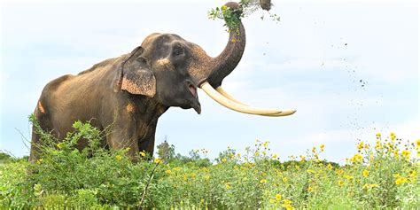 Introducing The Subspecies Of Asian Elephants - Wildlife SOS