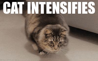 So Intense GIF - Meme Cat Animals - Discover & Share GIFs