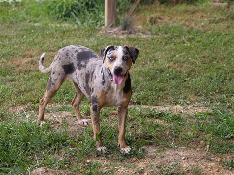 Catahoula Bulldog | GreatDogSite