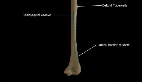 Humerus 3d Anatomy | Doc Jana