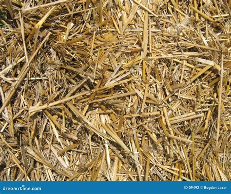 Straw texture stock photo. Image of animals, textured, straw - 9492