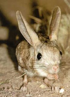 Species Pygmy Jerboa | Animals In The World