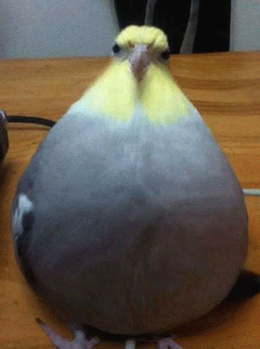 Borb Meme - Borb - Discover & Share GIFs