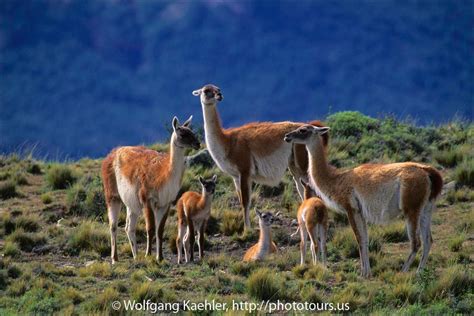 group of guanacos — Photo Tours