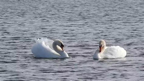 Swan dance - YouTube