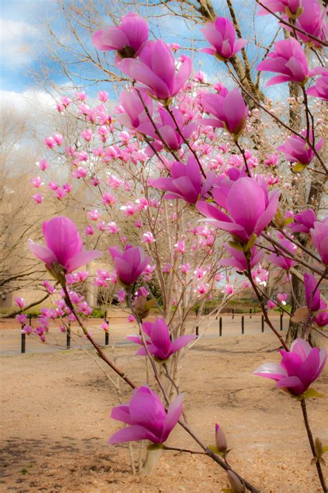 Japanese Magnolias in the Spring, Oxford | Beautiful flowers, Flower garden, Pink flowers