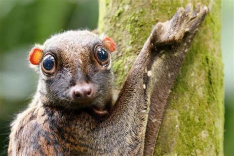 Viral, 7 Fakta Unik Kubung Sunda atau Lemur Terbang