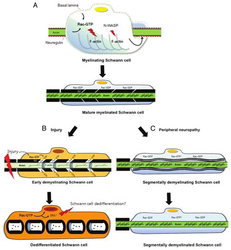 (A) Myelination of axon by Schwann cells requires Rac GTPase-regulated... | Download Scientific ...