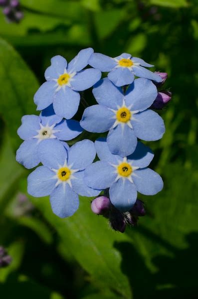 Myosotis sylvatica (Forget-me-not, Woodland Forget-Me-Not) | North ...