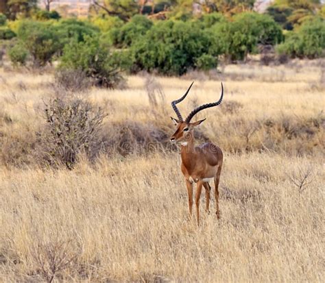 Impala gazelle stock image. Image of savannah, parks - 40782239