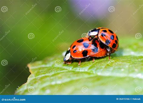 Ladybugs in mating stock photo. Image of black, charms - 36415166